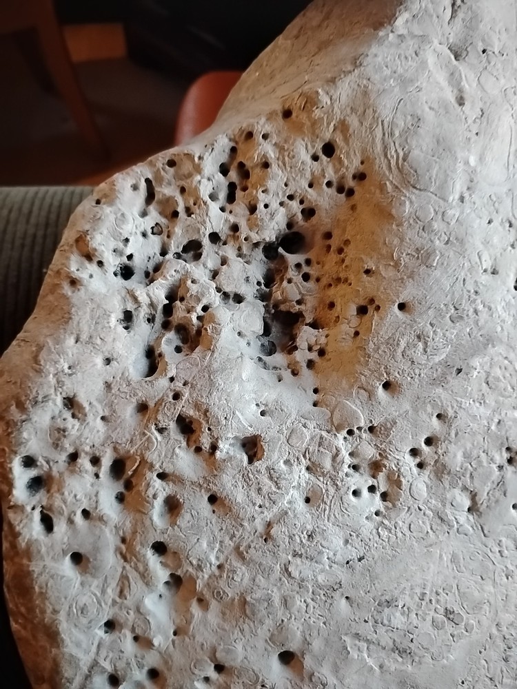 DEFINITELY A DINO BONE... DON'T KNOW WHICH ONE YET.. PLEASE HELP ME IDENTIFY IT.