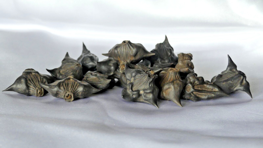 devil pod- bat nuts (3pcs)