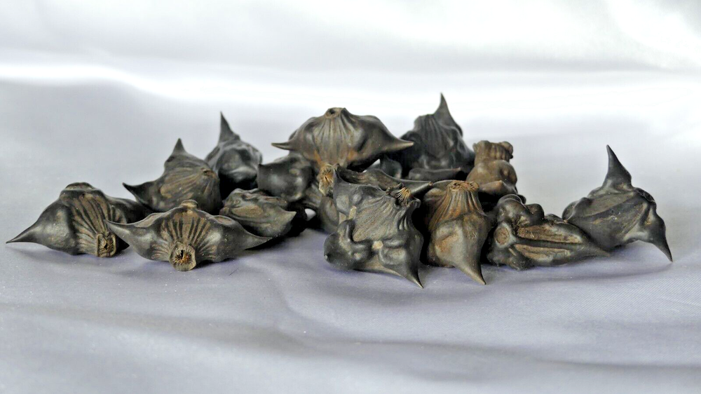 devil pod- bat nuts (3pcs)