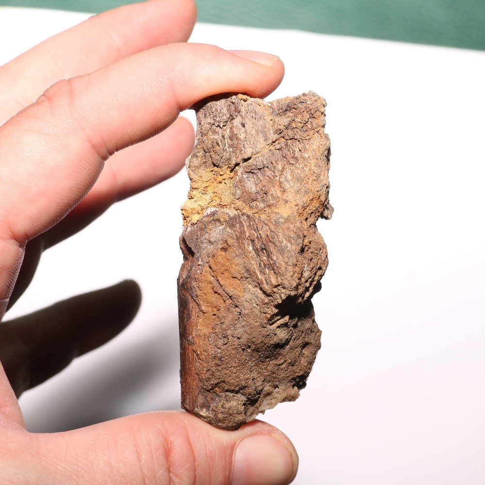 Small Dinosaur Rib Section from Hell Creek Formation Cretaceous - Nice Quality