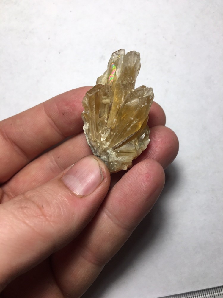 Fossil Clam Shell Calcite Crystals Fluorescent Cluster Rainbow From Rucks Pit FL