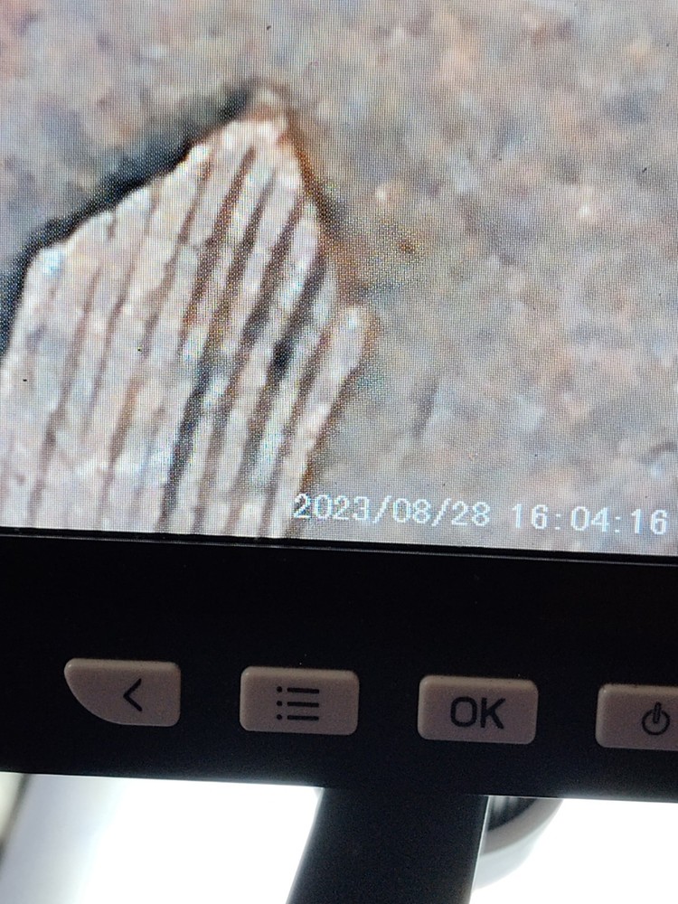 1954-D Lincoln Wheat Errors