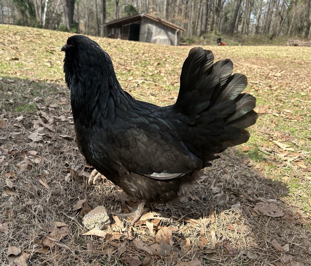 BYM Large Fowl Dozen Hatching Eggs