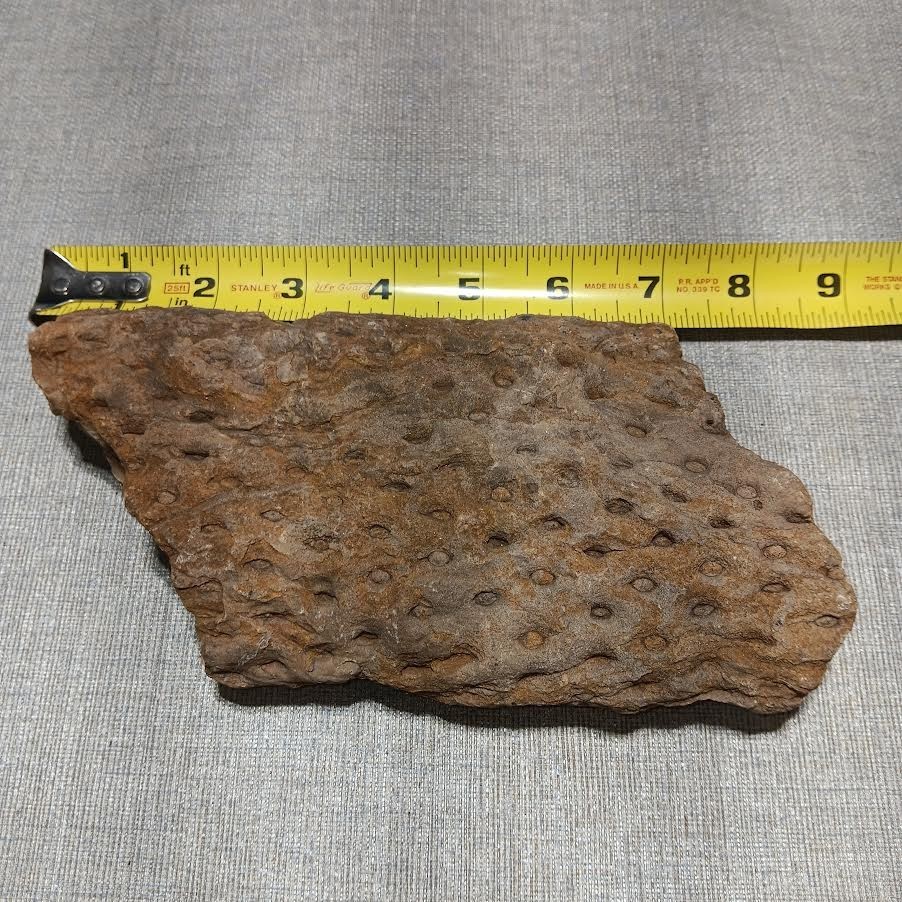 Fossilized Stigmaria (Root) of Lycopod Ficoides?