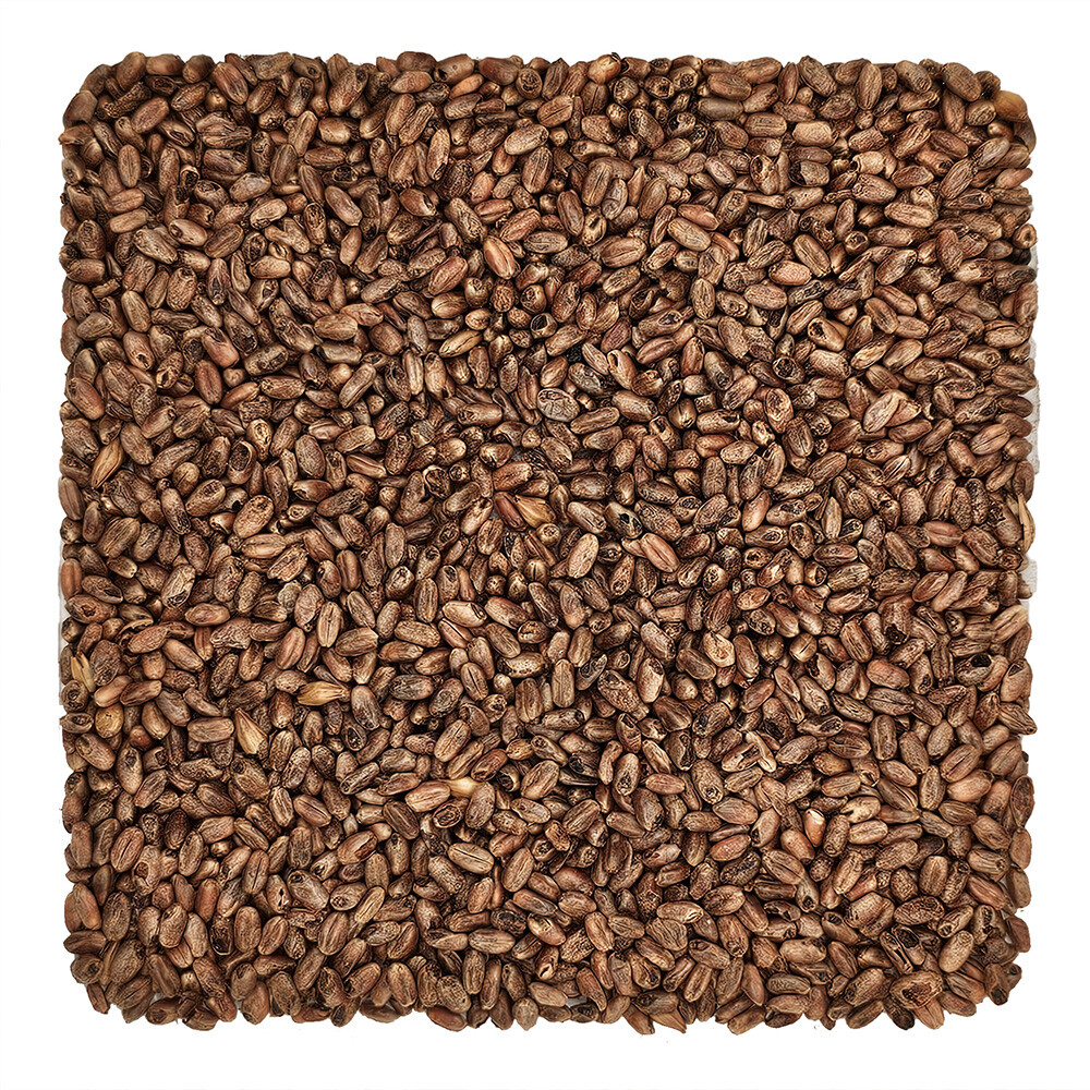 Home Brew Ohio CaraWheat Grain 1lb