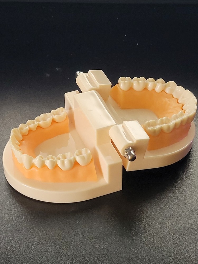 Dental Typodont Study Model - Fixed Teeth