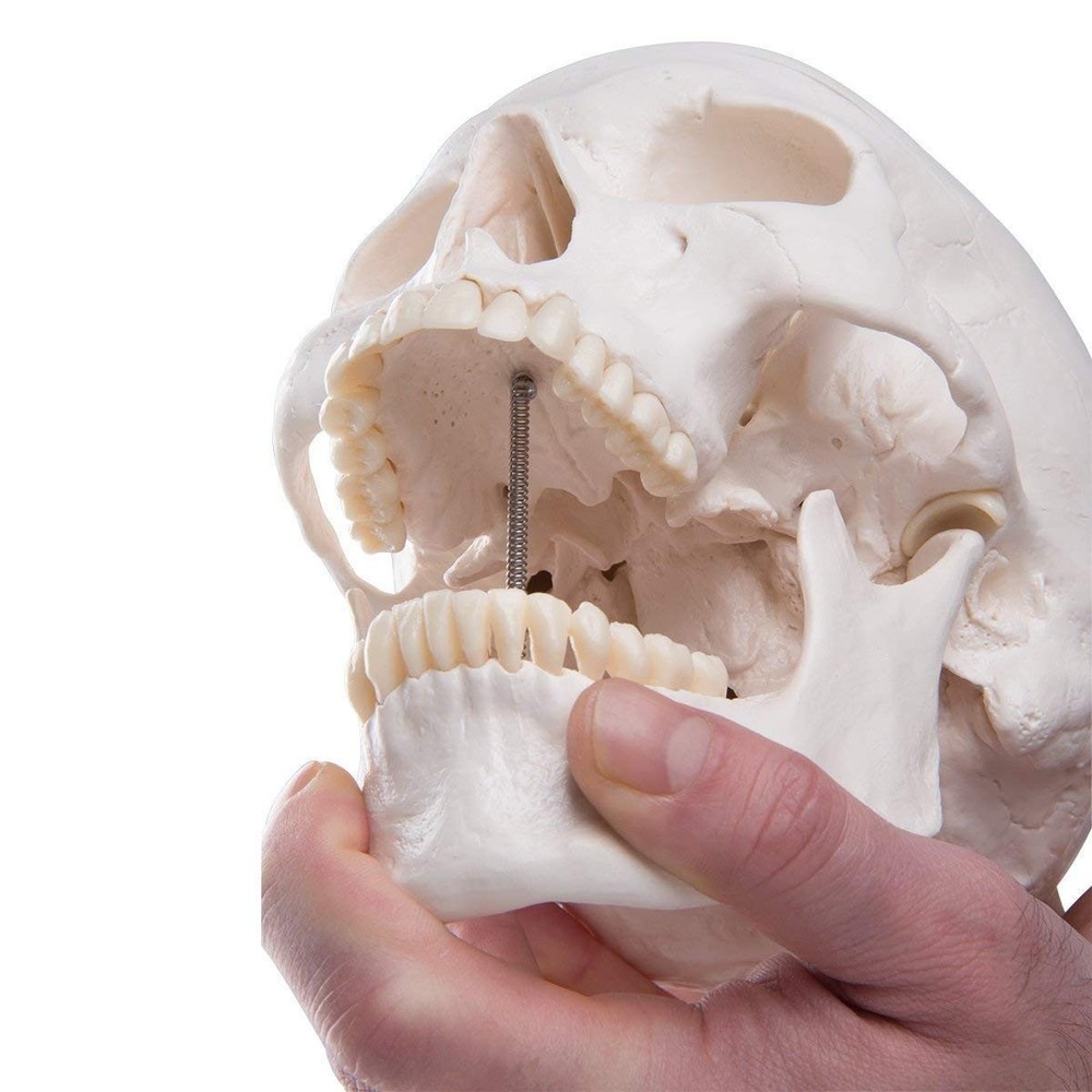 High-Quality Anatomical Human Skull Model with Removable Cap for Students