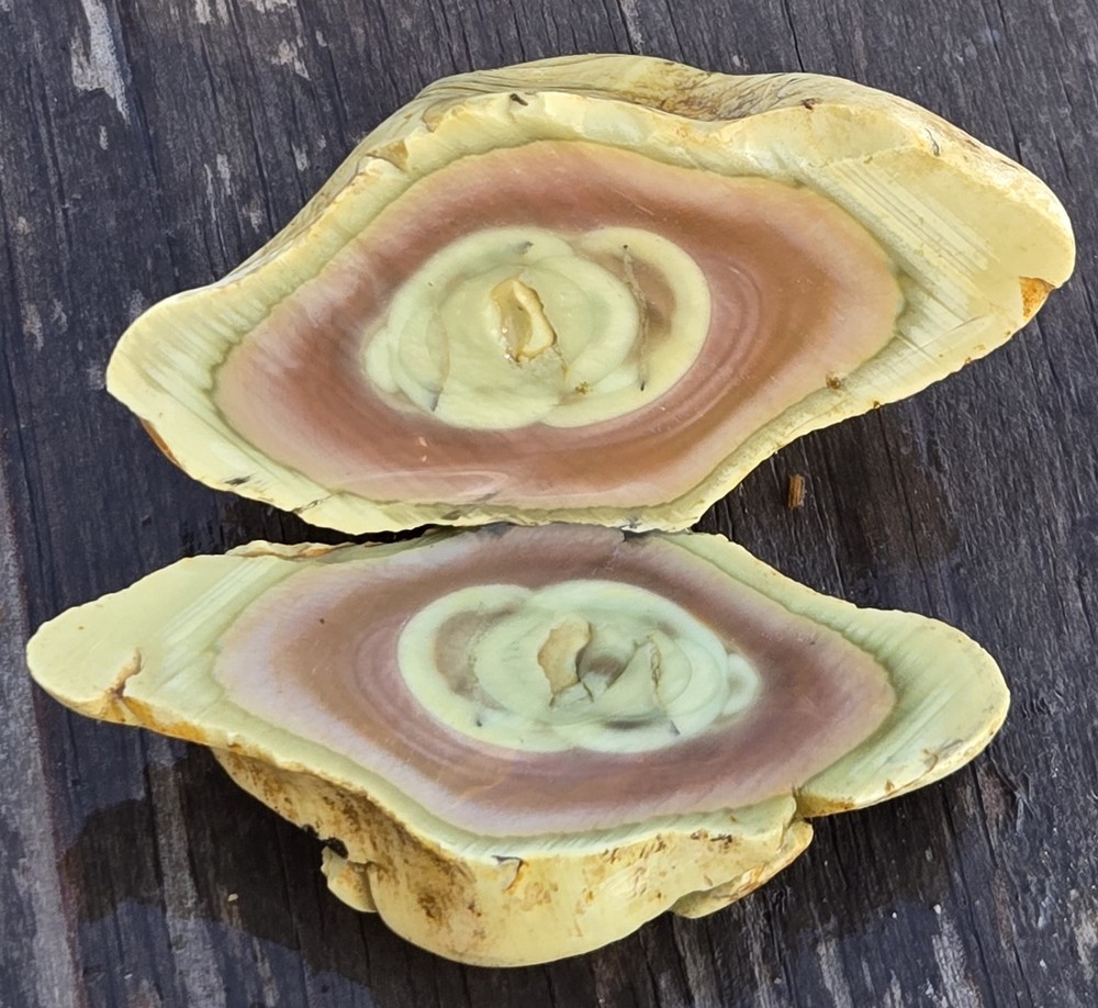 Royal Imperial Jasper Nodule Cut In Half Beautiful Egg Circle Pattern Rough