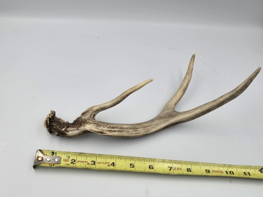 Unique deer antler shed ✅️
