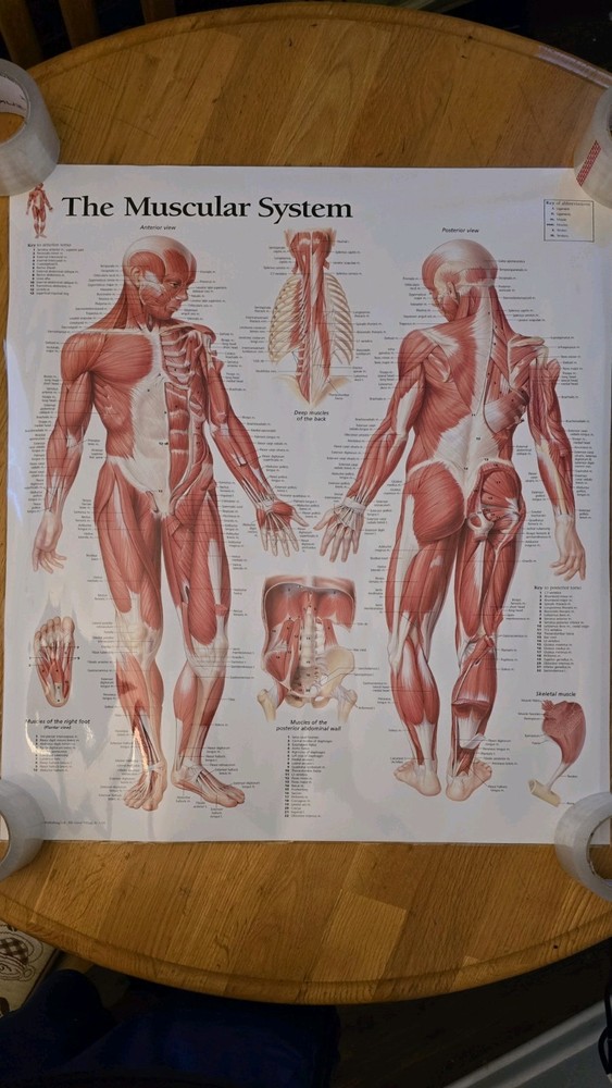 Laminated Wall Chart Of The Muscular System. Excellent Condition! From 2017.