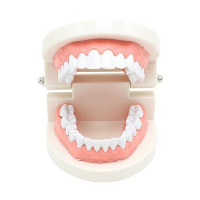 Dental Demonstration Adult Caries Model Decay Standard Study Teeth Teach Model