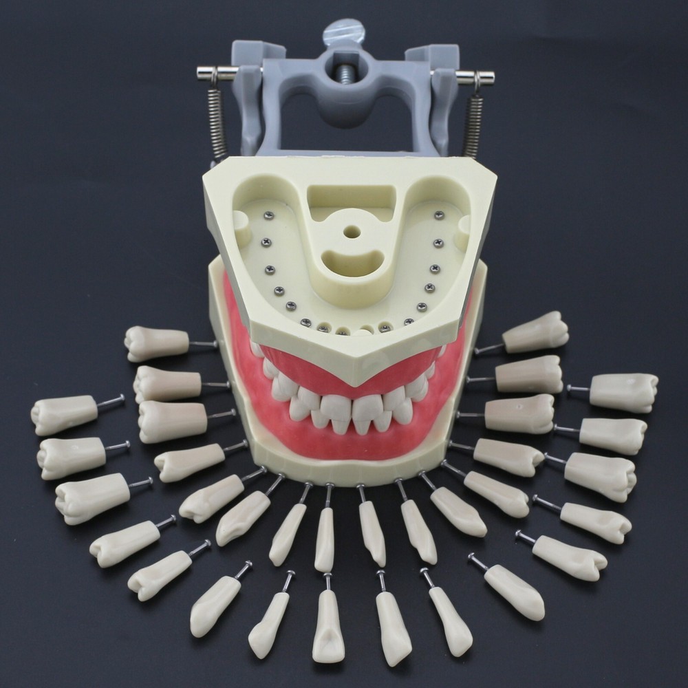 Columbia 860 Type Dental Typodont Teeth Model Soft Gingiva 32pcs Removable Teeth