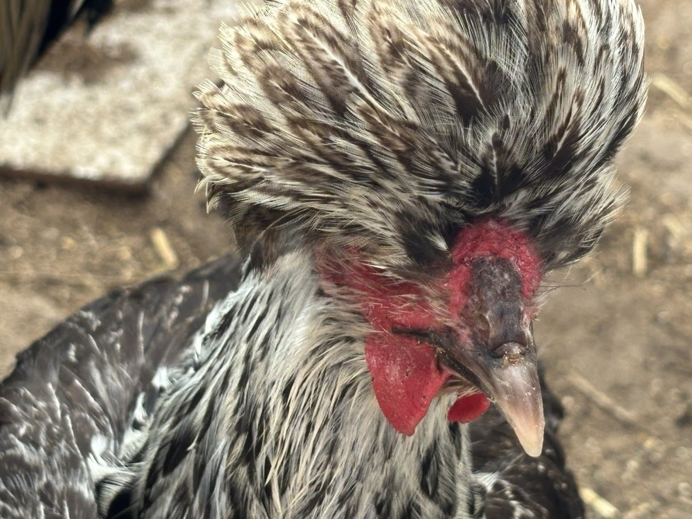 6 Sanjak Longcrower Eggs