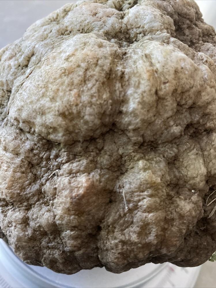7 Pound Whole GEODES AGATES NODULES Lapidary Uncut Semi to Solid Unopened Quatz