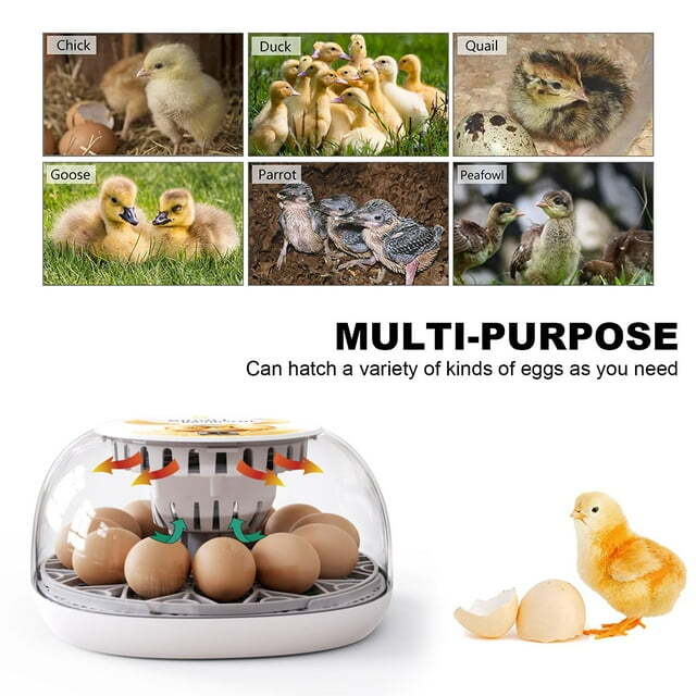 Egg Incubator 12 Eggs Incubator with Automatic Egg Turning for Hatching Eggs