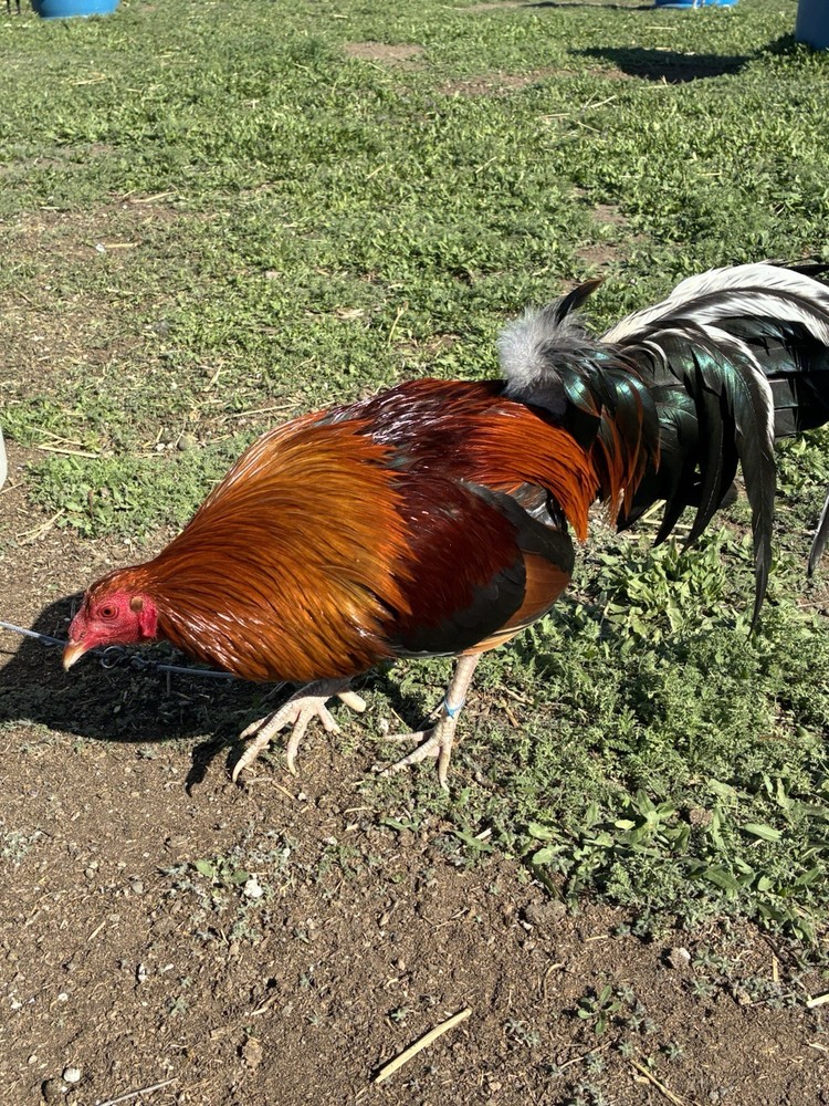 6+ Chicken Hatching Eggs