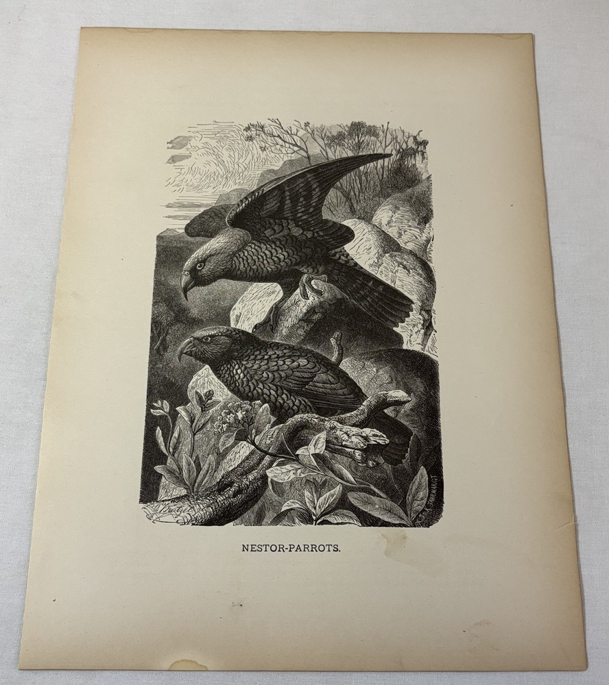 1885 print ~ NESTOR-PARROTS ~ 9x12