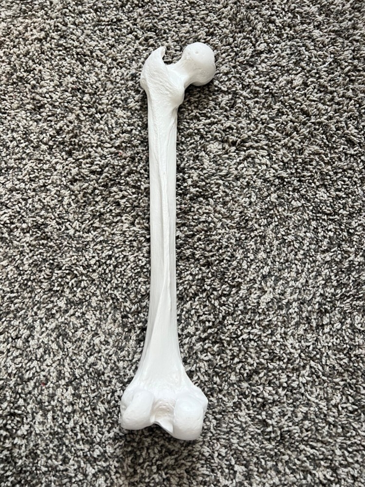 Axis Scientific Lower Extremity Bone Models