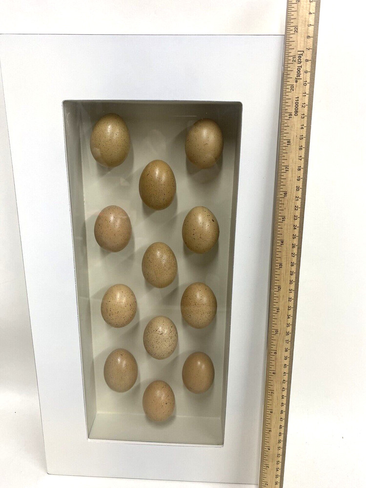 TWO Egg Shadow Boxes Made from 18 Real Hen Eggs