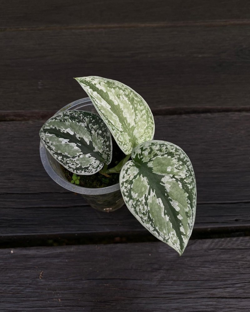 Scindapsus tricolor Platinum with Phytosanitary Cert