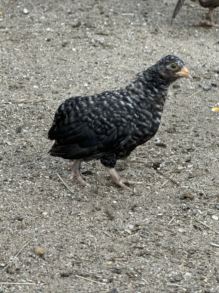 Kikiriki Bantam Hatching Eggs 8++