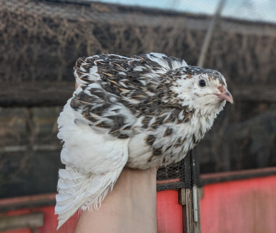 55 ++ Rainbow Coturnix Quail Hatching Eggs