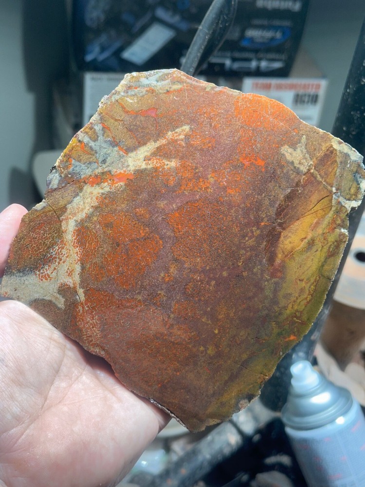 Dinosaur gem bone rough **hxtled  large slab.