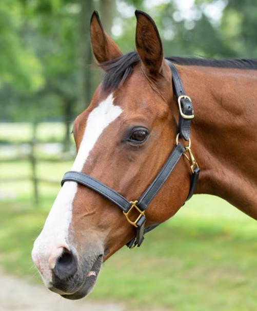 DIY - HALTER - LEATHER BASIC / FLAT HALTER KIT - Level 3
