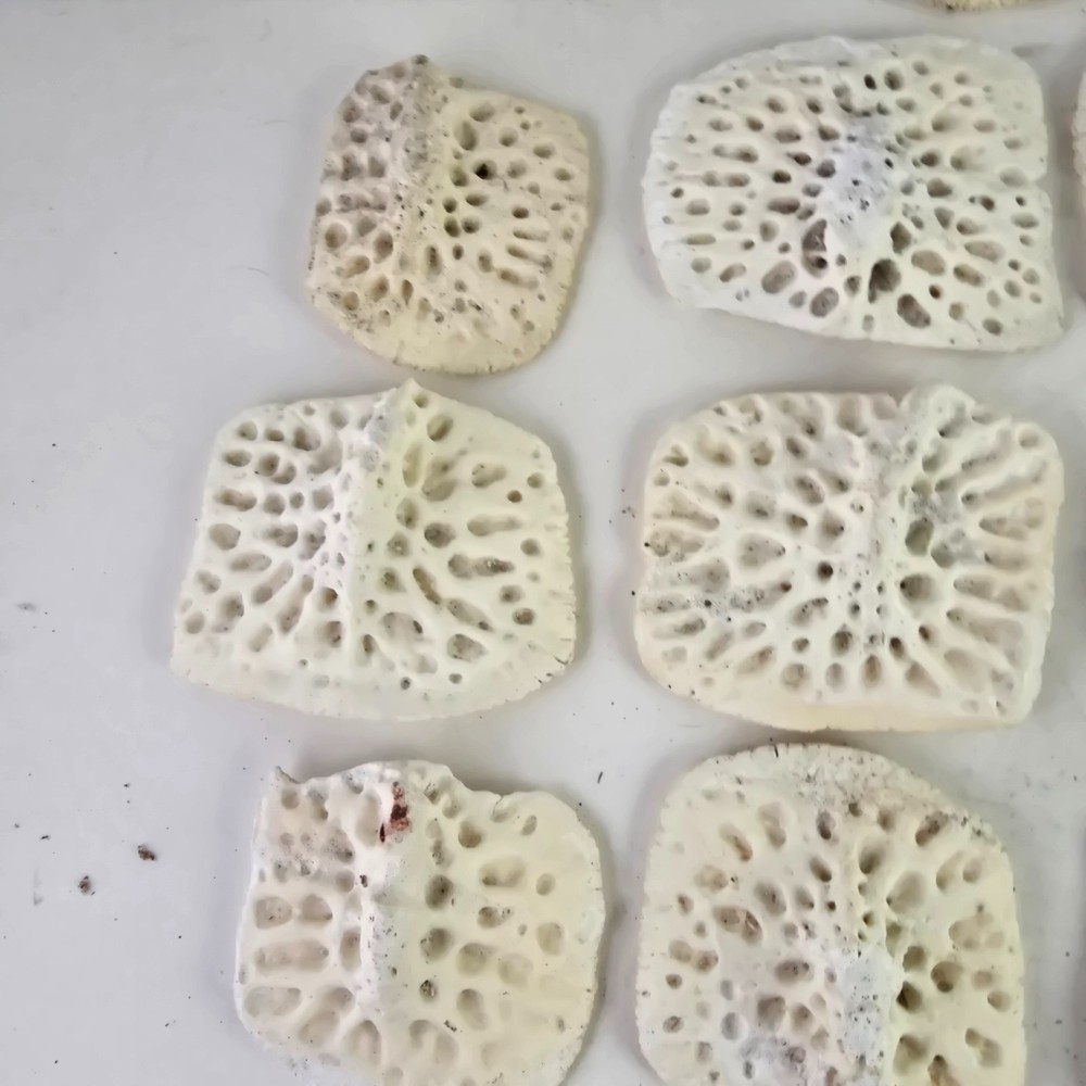 Gator Alligator Back Scute bone bones Bony scutes croc weird Osteoderms white