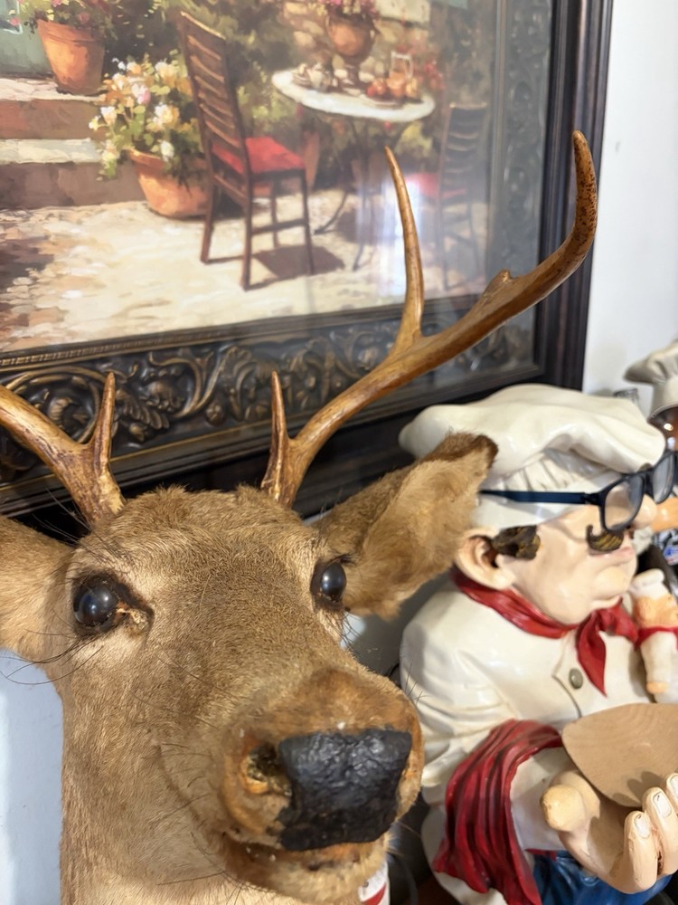 8 Point Buck Mount