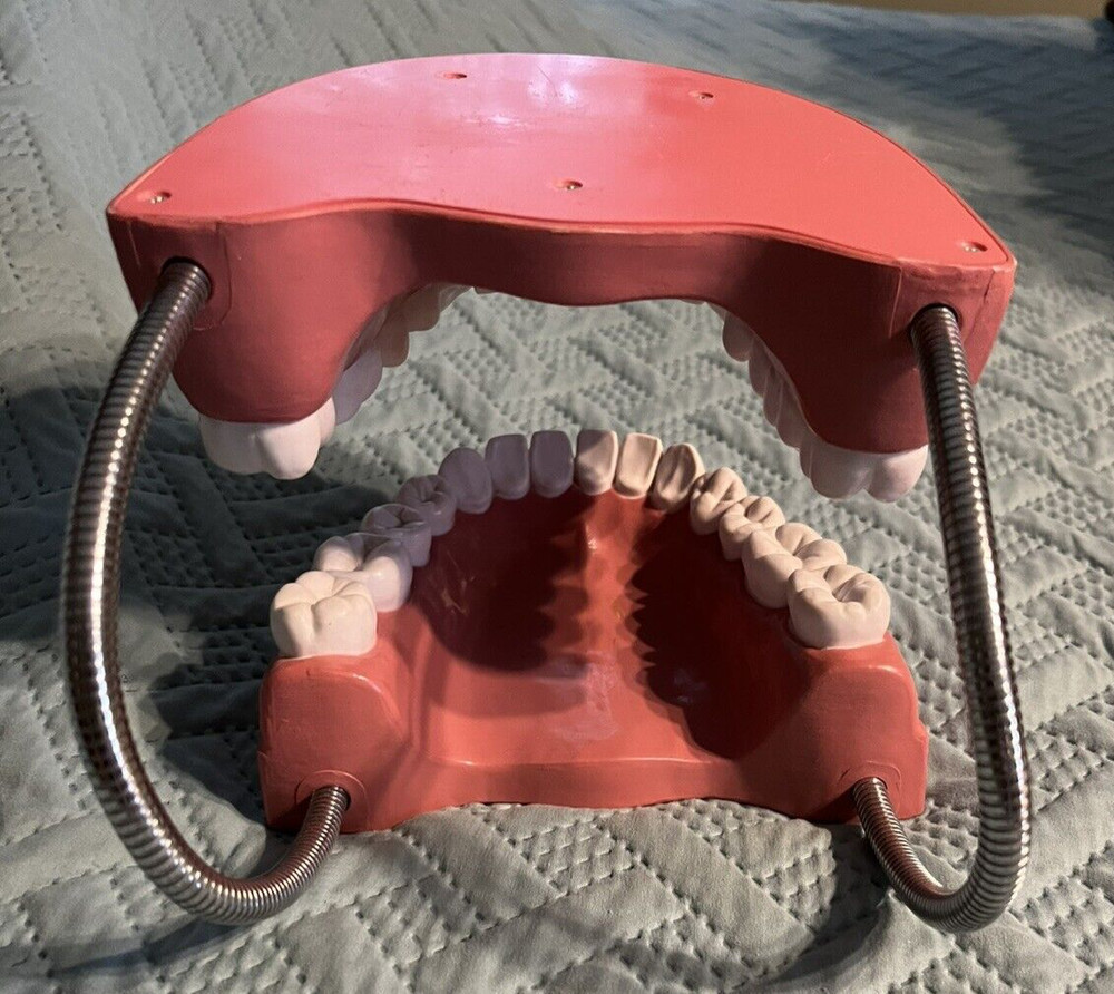 Giant teeth model for hygenist teaching how to brush.