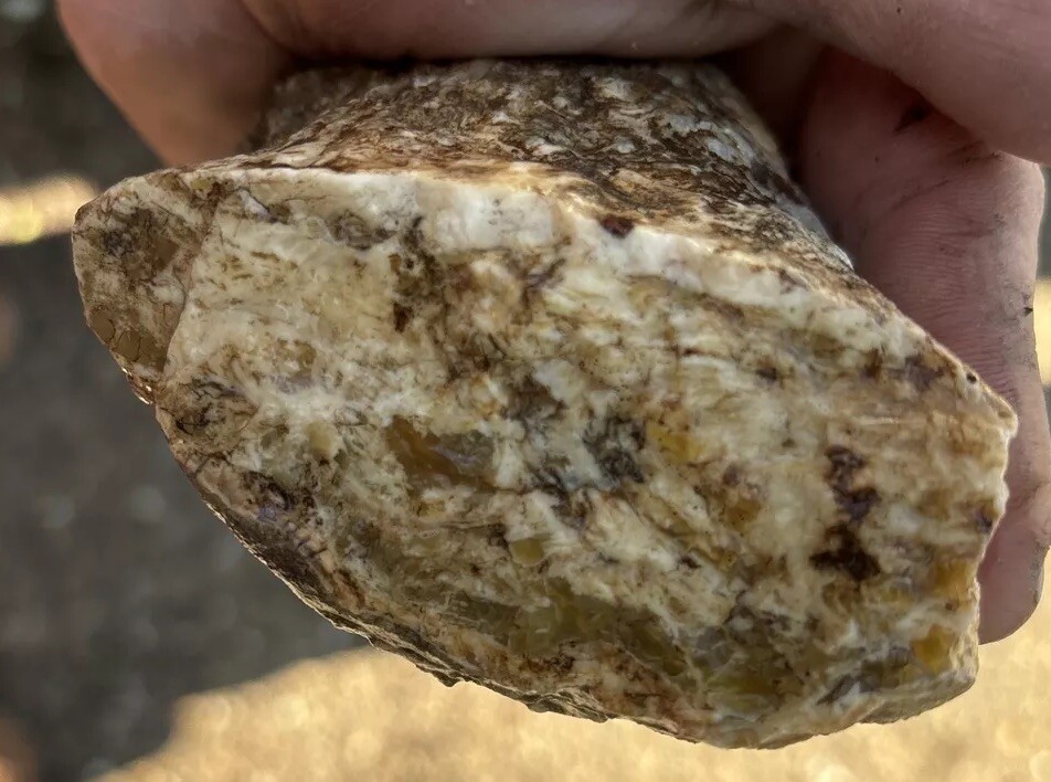 Silver Creek Junction Petrified Wood