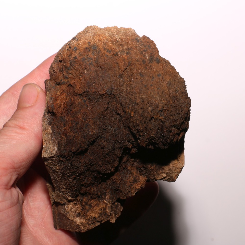 Dinosaur Bone - Large Thick Heavy - Hell Creek Formation Cretaceous - Nice Piece