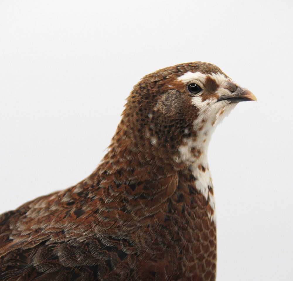 50++ Celadon Blue Coturnix Quail Hatching Eggs - Tuxedo, White, Red Range + More