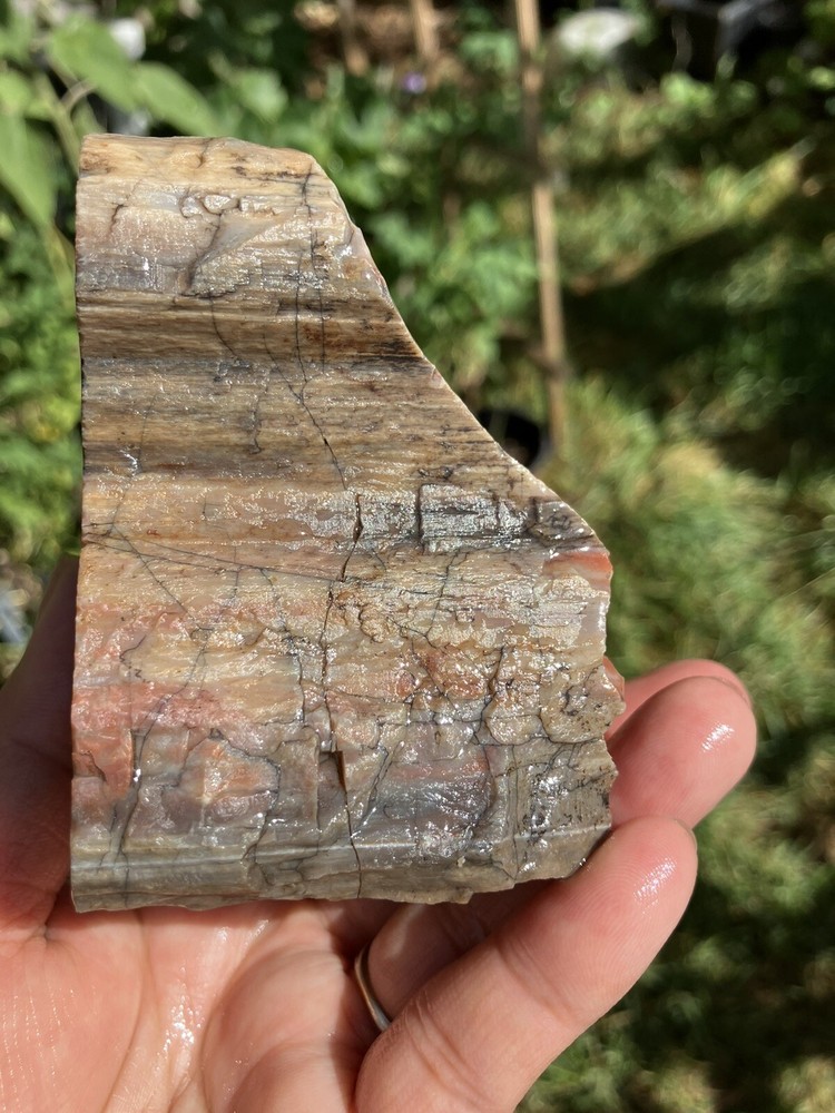 Arizona Petrified Wood