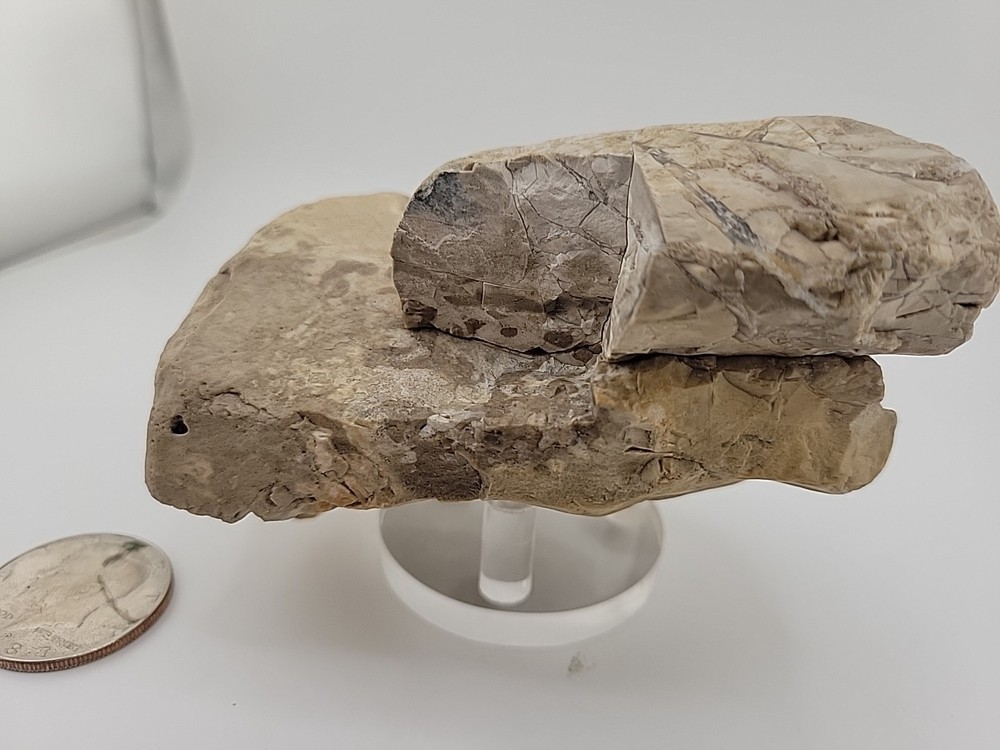 Egg Fossil Permineralized Compression Reptile Egg Fossil