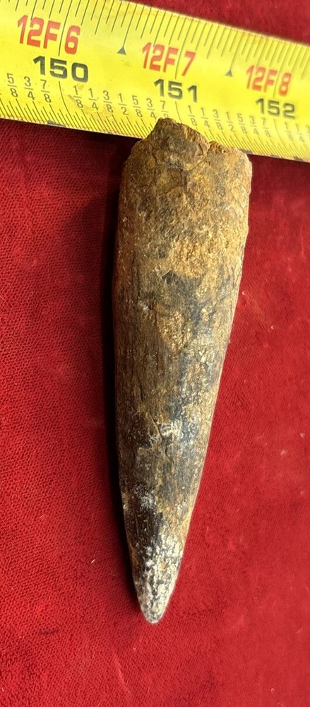 3 1/8 inch spinosaurus tooth