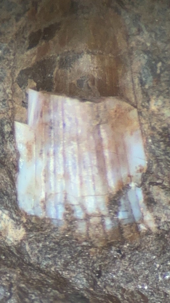Fossil Devonian Fish Tooth