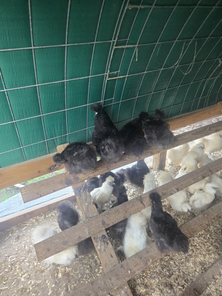 Silkies Chicken Hatching Eggs 12 Plus 2 Extra. Mixed Blue And White.