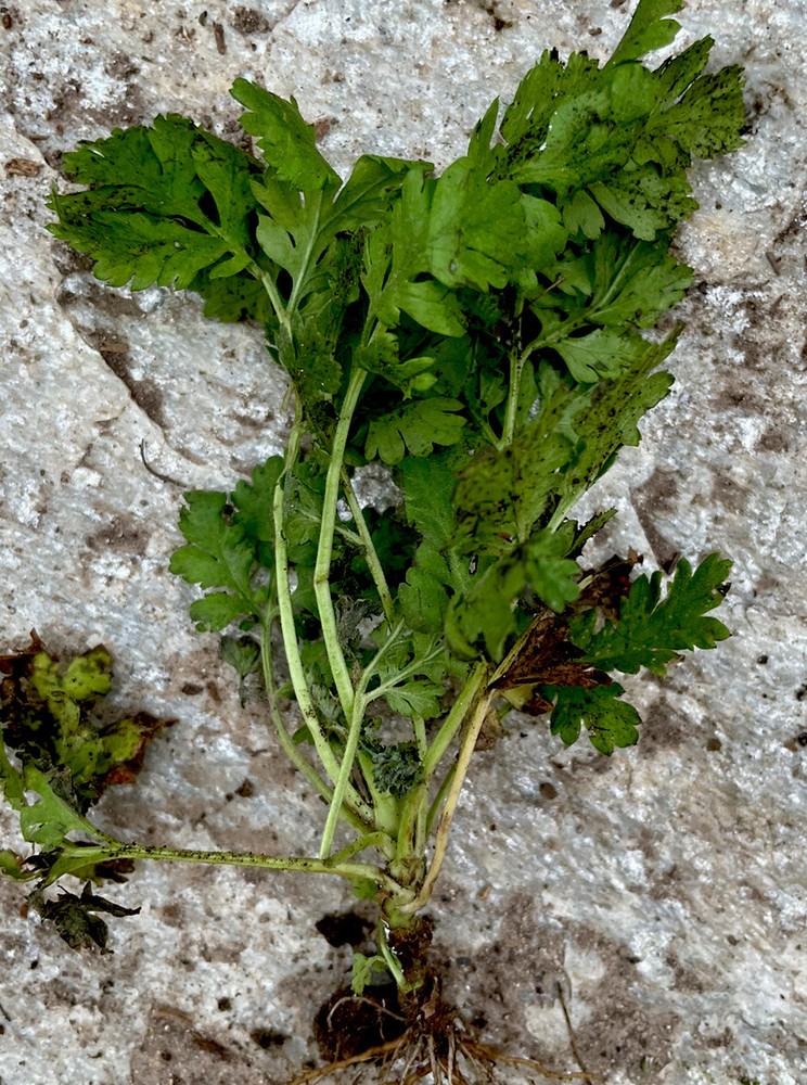 Feverfew (Tanacetum parthenium) Bareroot Plant