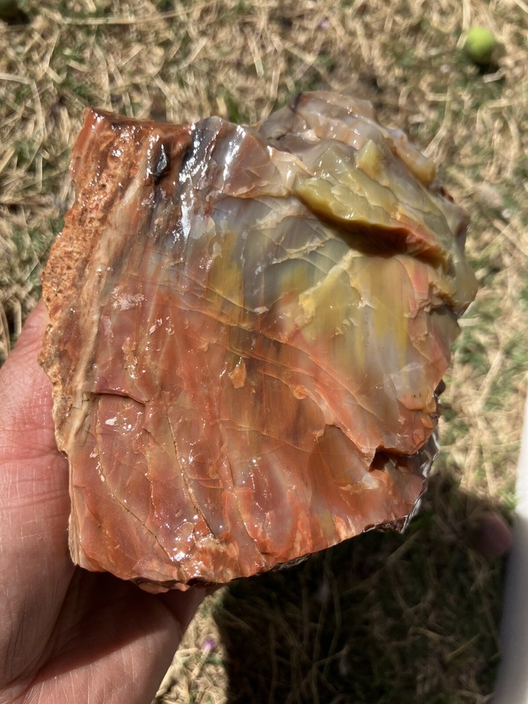 Arizona Petrified Wood