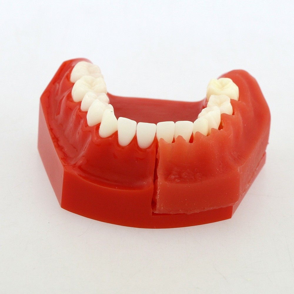 Dental Teeth Permanent Tooth Alternate Demonstration Study Teaching Model 4006#