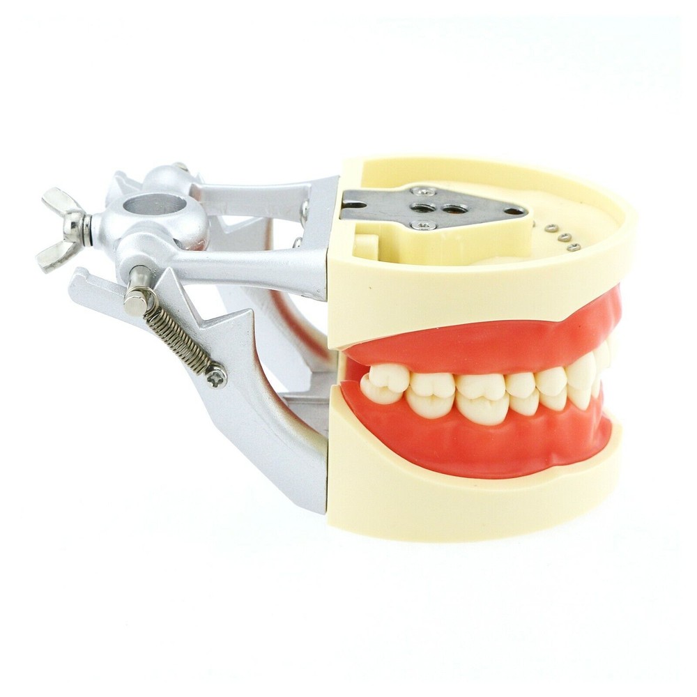 US Columbia Dentoform Dental Typodont Model 32pcs Removable Teeth Soft Gingiva