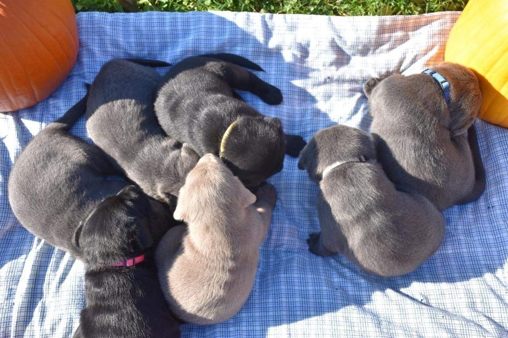 Adjustable Puppy ID Collars with Record Keeping Set for Newborn Pups