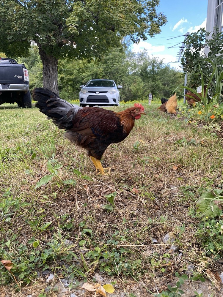 6 Green queen cross hatching eggs