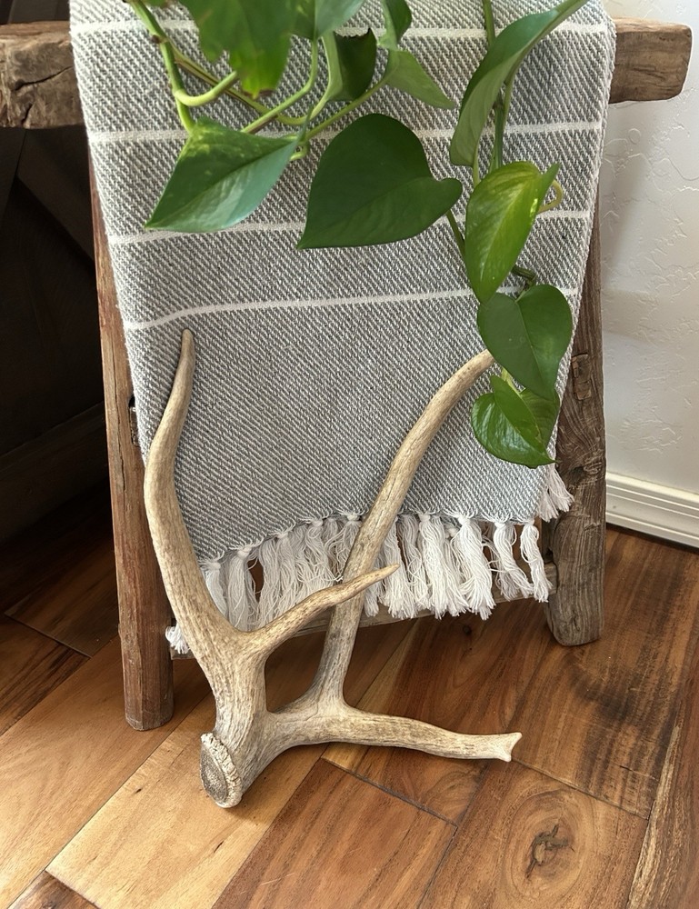 Unique “Freak” Elk Shed ~ Elk Antler~ Decor