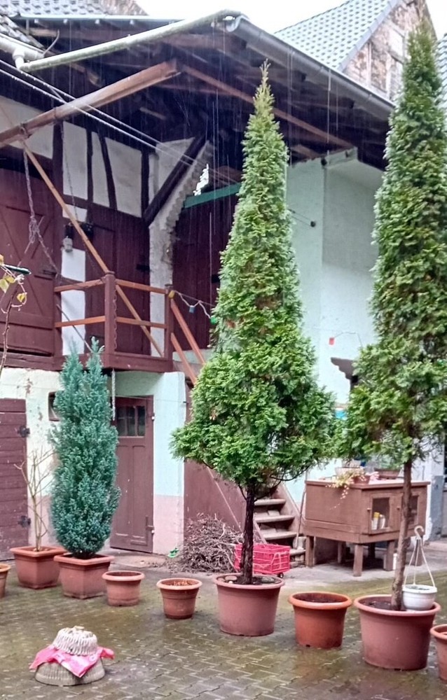 Tuja-plant for sale