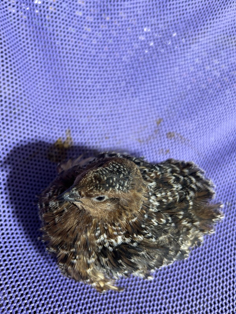 German Chocolate Pansy