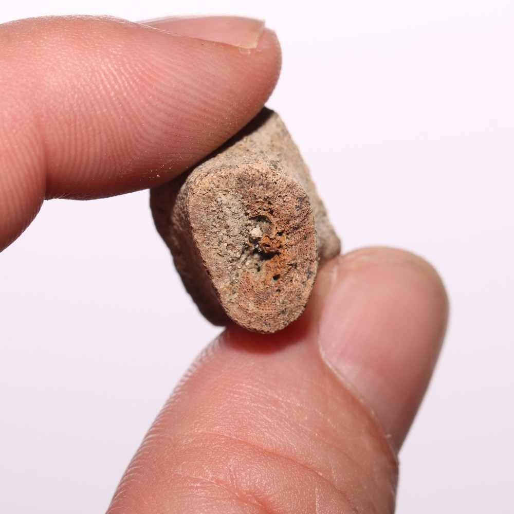 Hollow Raptor Bone - Hell Creek Formation Cretaceous