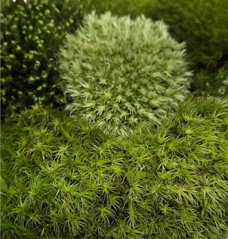 Live Terrarium Moss Assortment